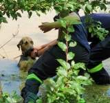 Un cățel a fost salvat de pompieri, dintr-o viitură puternică 