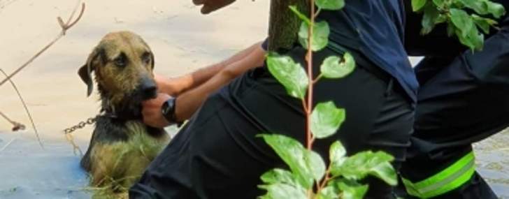 Un cățel a fost salvat de pompieri, dintr-o viitură puternică 