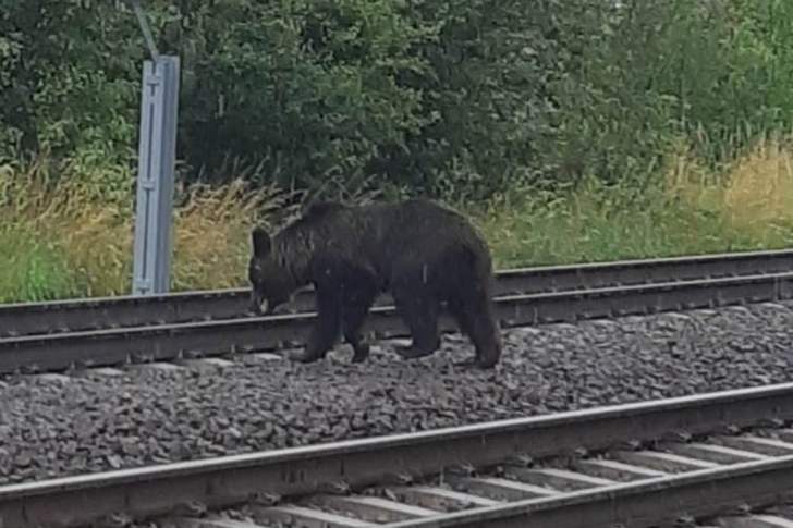 Ți se rupe sufletul! O ursoaică își caută puii călcați de tren la Bușteni!