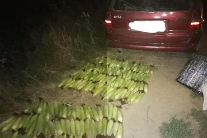 Prinși de jandarmi la furat de porumb chiar deasupra conductelor Conpet