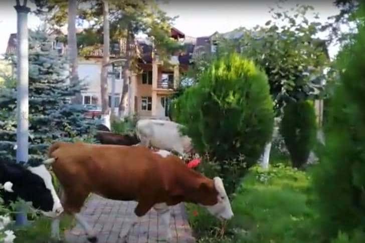 Din lipsă de izlaz, un prahovean a ieșit cu vacile la păscut în curtea primăriei!