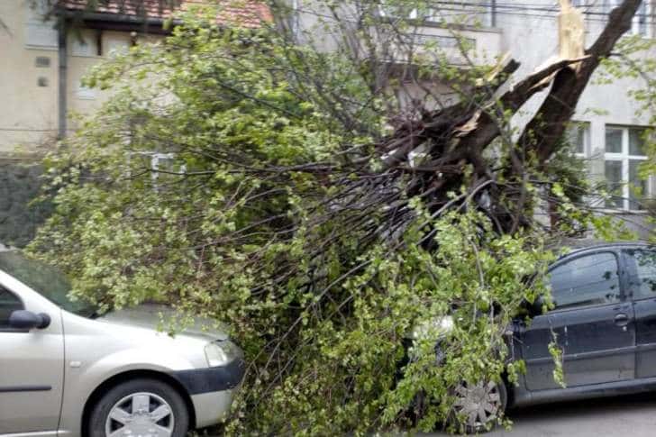 Vântul puternic a prăvălit un copac peste trei autoturisme parcate pe o stradă din Ploiești