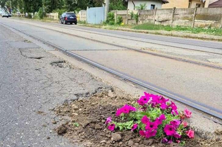 Gropile de pe strada Mihai Bravu din Ploiești, spre Teleajen, au înflorit!