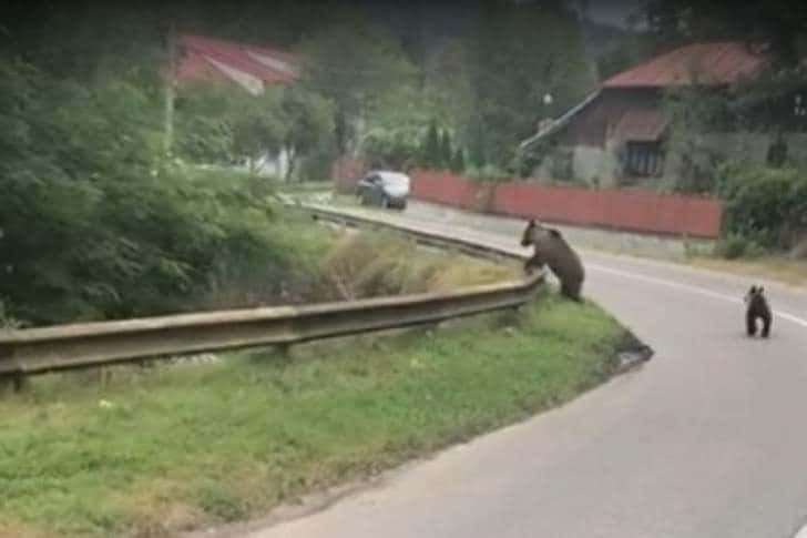 Petiție pentru relocarea urșilor din Telega, inițiată de locuitorii comunei