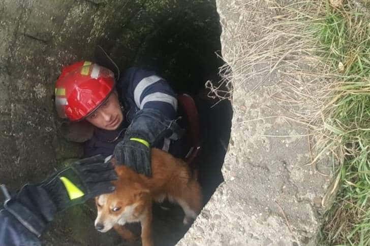 Pompierii militari prahoveni, de ajutor și în salvarea necuvântătoarelor