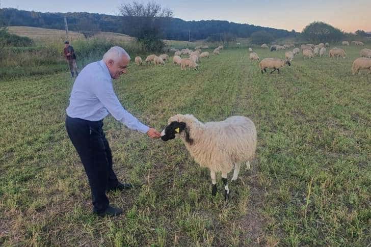 Petre Daea nu uită oaia, "statuia vie" a agriculturii românești