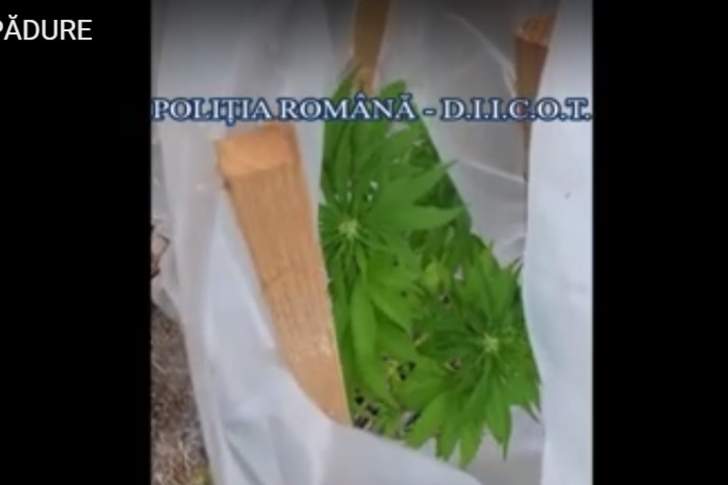 Doi tineri și-au făcut plantație de cannabis în pădurea de la marginea orașului