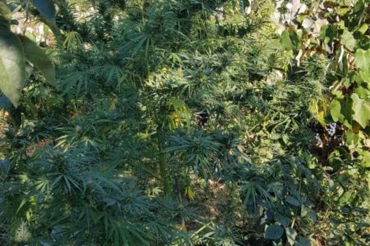 Cultură de cannabis, descoperită de polițiști și între rândurile de viță-de-vie