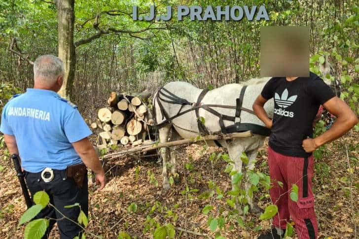 Jandarmii, la pândă în pădurea Recea de lângă Plopeni, ca să-i prindă pe hoții de lemne