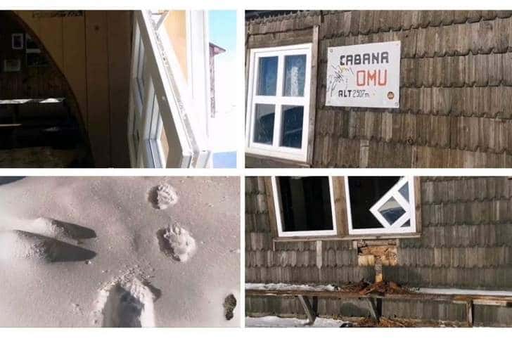 Un urs a făcut prăpăd la Cabana Omu!