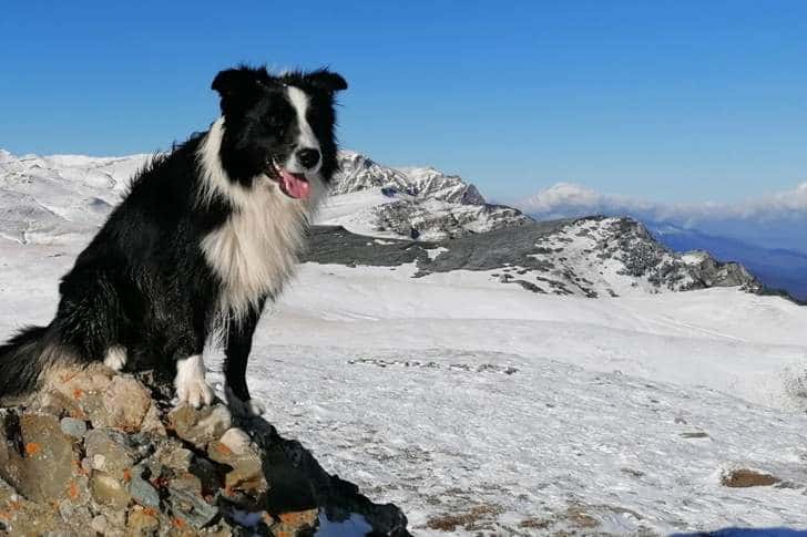La mulți ani, Carp! Cățelul border-collie al Salvamont Prahova împlinește azi doi ani