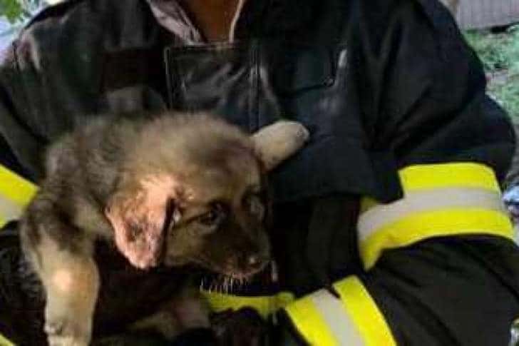 55 de candidați pe trei posturi de agent de poliție la Biroul pentru Protecția Animalelor din IPJ Prahova!