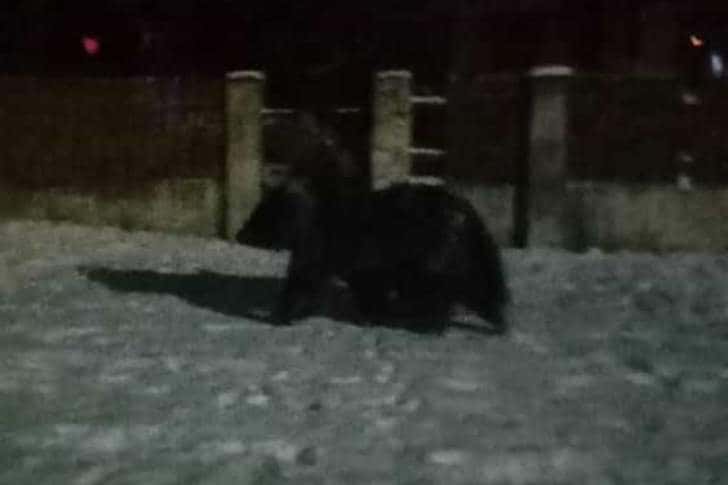 Urșii au ieșit din nou la plimbare pe străzile din Azuga!
