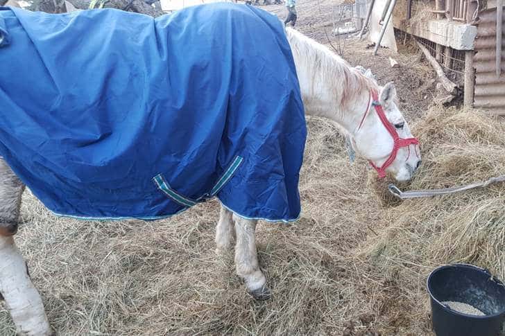 Iapa abandonată într-un șanț, la Băicoi, preluată de asociația "Save the Horses". Starea ei este, deocamdată, stabilă