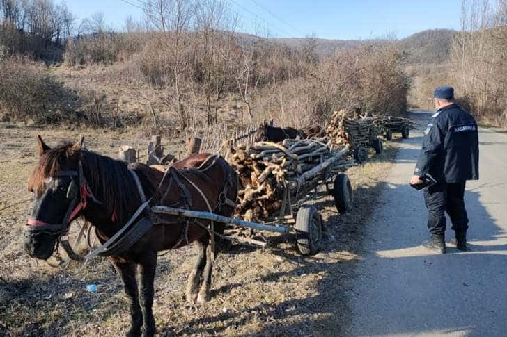 Trei prahoveni, prinși la furat de lemne. Au rămas fără cai și căruțe
