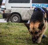 UPDATE Un bărbat de 33 de ani din comuna Brazi, dat dispărut de familie, căutat de pompieri, polițiști, jandarmi și un câine de urmă