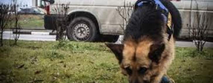 UPDATE Un bărbat de 33 de ani din comuna Brazi, dat dispărut de familie, căutat de pompieri, polițiști, jandarmi și un câine de urmă