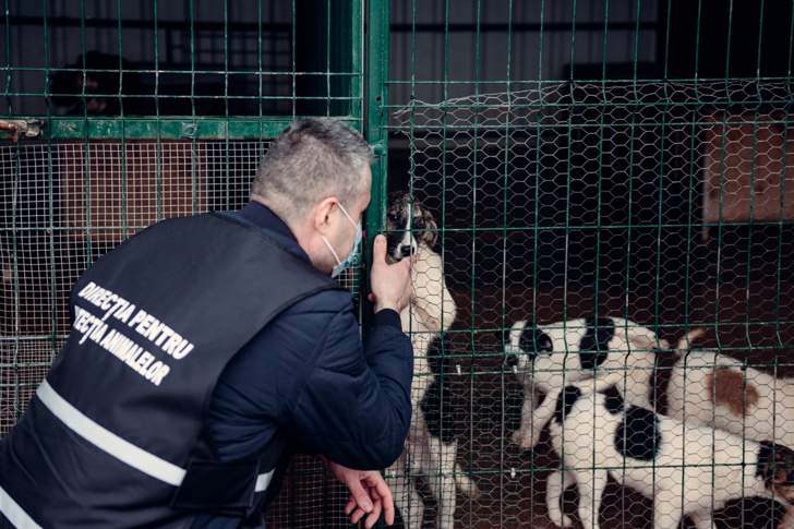 Prima acțiune a Poliției Animalelor, la un adăpost de câini din Prahova