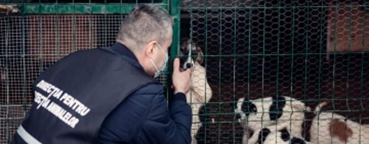 Prima acțiune a Poliției Animalelor, la un adăpost de câini din Prahova
