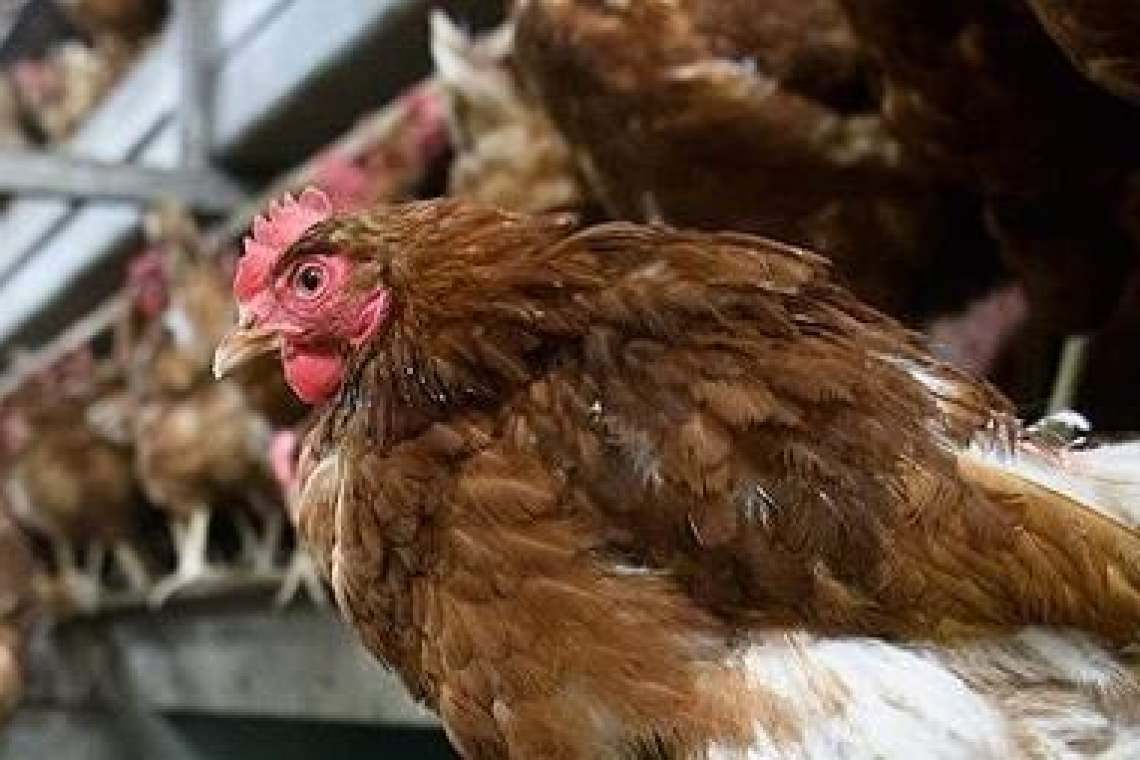 În plină pandemie de coronavirus, ne paște (din nou) și gripa aviară!
