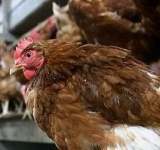 În plină pandemie de coronavirus, ne paște (din nou) și gripa aviară!