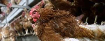 În plină pandemie de coronavirus, ne paște (din nou) și gripa aviară!