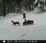 Selfie în sălbăticie: imagini rare surprinse în Parcul Natural Bucegi