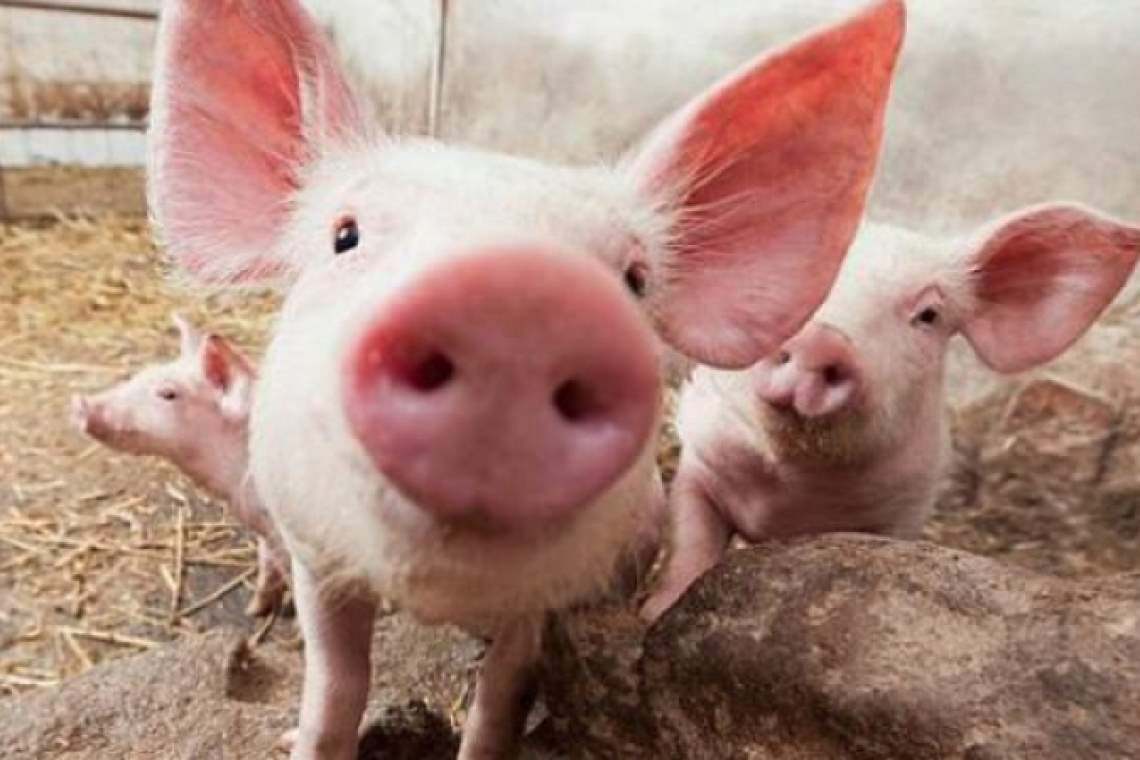 96 de porci au fost uciși din cauza pestei porcine africane, în comuna prahoveană Berceni
