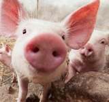 96 de porci au fost uciși din cauza pestei porcine africane, în comuna prahoveană Berceni