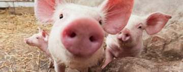 96 de porci au fost uciși din cauza pestei porcine africane, în comuna prahoveană Berceni
