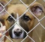 Asociațiile pentru protecția animalelor pot adopta lunar 20 de câini din adăposturile publice