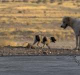 Câinii maidanezi din Slănic, adunați ilegal de pe străzi