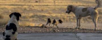 Câinii maidanezi din Slănic, adunați ilegal de pe străzi