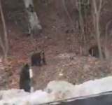 Video: Trei urși, îndepărtați de jandarmi de la Cota 1400 din Sinaia