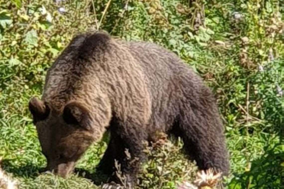 Ministerul Mediului dă 120.000 de euro pentru numărarea urșilor, râșilor și pisicilor sălbatice. Exemplarele "în plus" ar putea fi împușcate!
