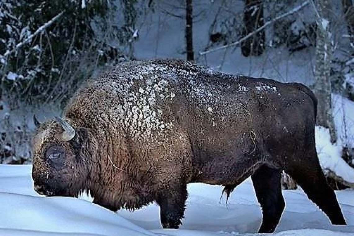 Ținutul Zimbrului din România - locul doi în topul mondial al turismului ecologic!