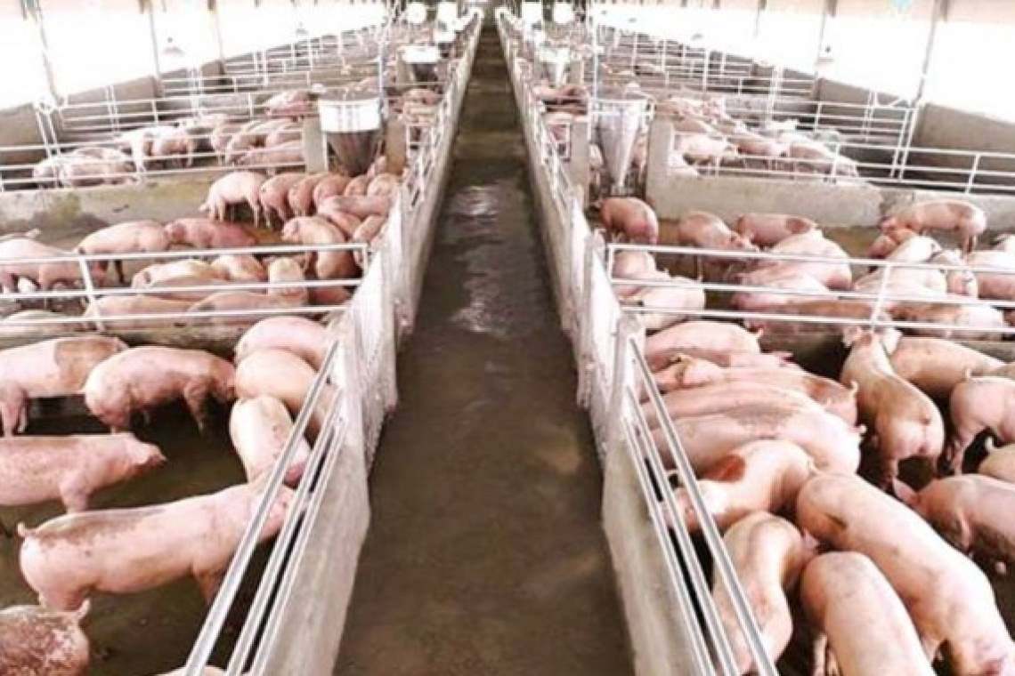 Focar imens de PPA la o fermă cu 20.000 de porci din România. Incineratoare mobile, folosite pentru arderea cadavrelor