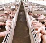 Focar imens de PPA la o fermă cu 20.000 de porci din România. Incineratoare mobile, folosite pentru arderea cadavrelor