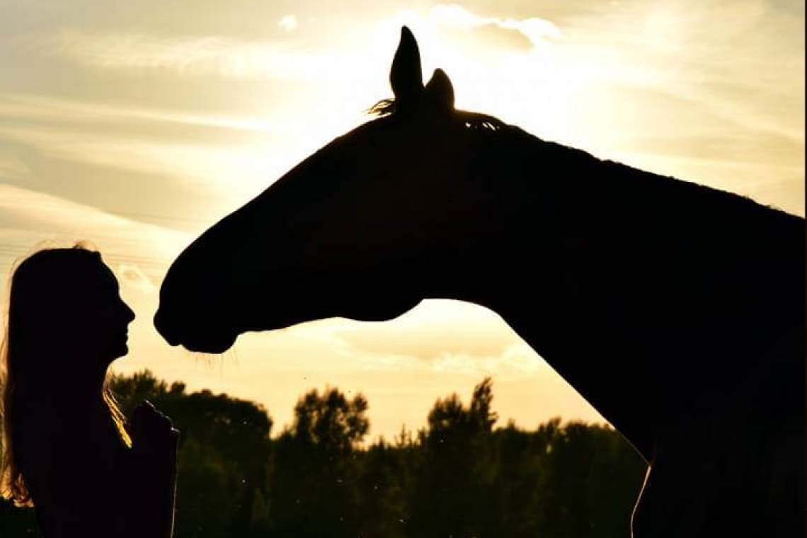 Adoptați la distanță un căluț din sanctuarul "Save the Horses Romania"!