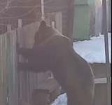 Video - O ursoaică și puiul ei au dat din nou iama prin gospodăriile din Azuga