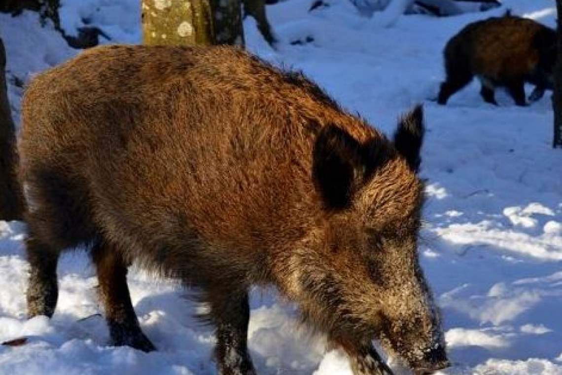 Mistreții de pe unele fonduri de vânătoare din Prahova, împușcați din cauza pestei porcine africane