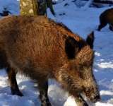 Mistreții de pe unele fonduri de vânătoare din Prahova, împușcați din cauza pestei porcine africane