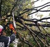 Calea ferată Ploiești-Slănic, blocată la Plopeni de un copac prăbușit pe șine