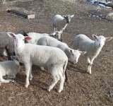 De unde cumpărăm și cât costă, anul acesta, carnea de miel pentru masa de Paște?