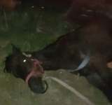 Cazul calului lăsat să moară pe câmp, la Lipănești, este în atenția Poliției pentru Protecția Animalelor