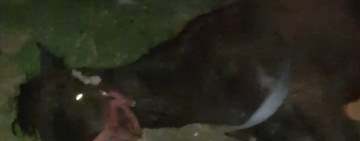 Cazul calului lăsat să moară pe câmp, la Lipănești, este în atenția Poliției pentru Protecția Animalelor