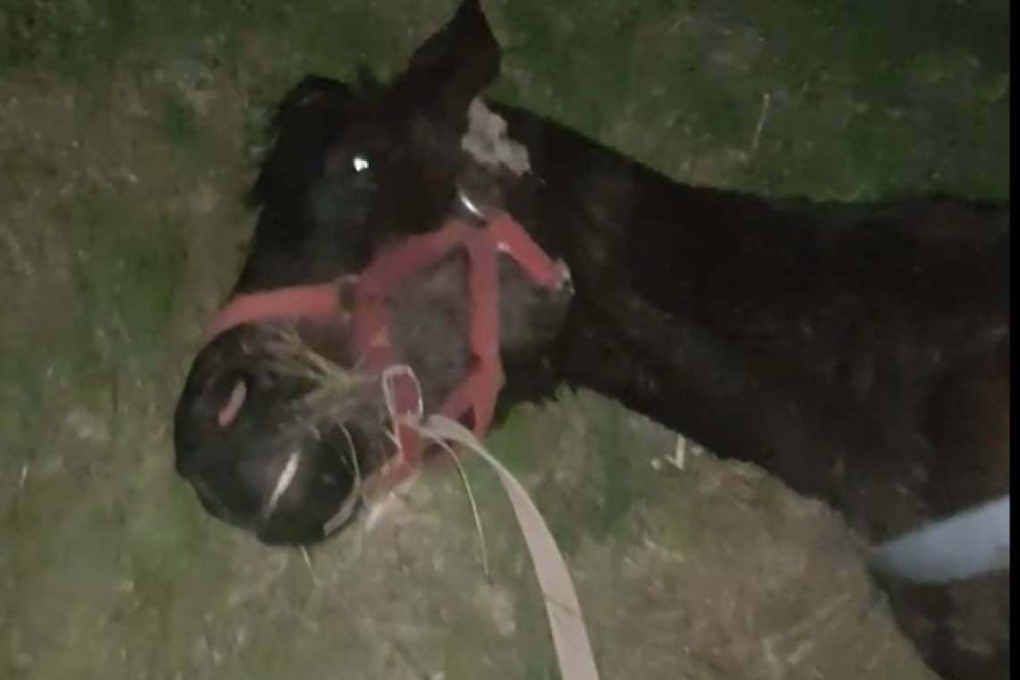 Barbarie fără margini! Un cal cu urechile tăiate, lăsat să moară pe un câmp din zona Lipănești