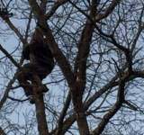 Ce mai coboară pompierii și polițiștii prahoveni din copaci? Bețivi!