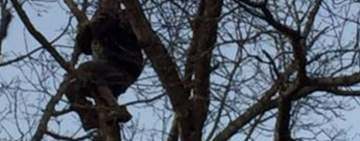 Ce mai coboară pompierii și polițiștii prahoveni din copaci? Bețivi!