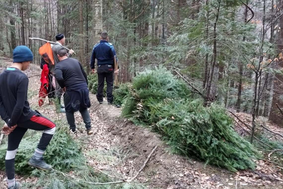 Trei brașoveni, prinși de jandarmi la tăiat de brazi, în Cheia